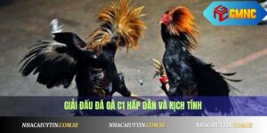Đá Gà C1 Là Gì? Cách Cá Cược Và Xem Gà Đá Hay Nhất 5 Đá gà C1