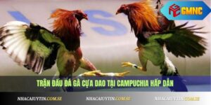 Đá Gà Cựa Dao Campuchia - Trực Tiếp Mỗi Ngày 6 Đá gà cựa dao
