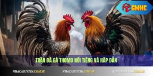 Đá gà Thomo mới nhất hôm nay - Xem trực tiếp Full HD 7 Đá gà Thomo