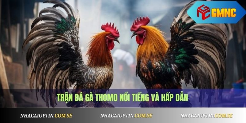 Đá gà Thomo mới nhất hôm nay - Xem trực tiếp Full HD 1 Đá gà Thomo